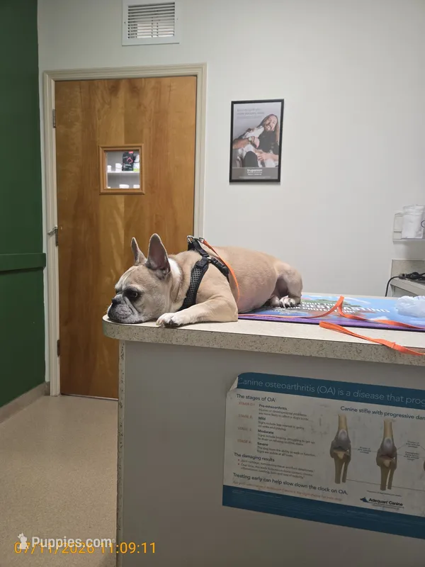 Koko – French Bulldog puppy for sale in Cocoa, FL