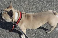 Koko, a male French Bulldog for sale in Cocoa, FL – 5 of 5