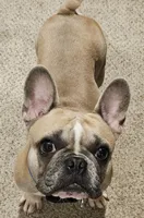 Koko, a male French Bulldog for sale in Cocoa, FL – 4 of 5