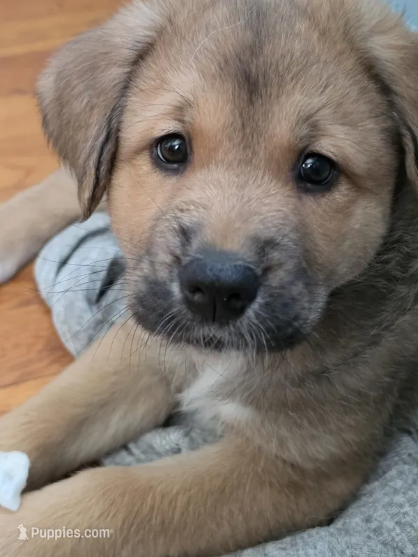 Aussie Akita 6 – Australian Shepherd, Akita puppy for sale in Akron, OH
