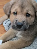 Aussie Akita 6, a female Australian Shepherd and Akita for sale in Akron, OH – 1 of 1