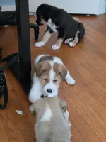 1, a male Australian Shepherd and Akita for sale in Akron, OH – 4 of 6