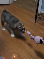 3, a female Australian Shepherd and Akita for sale in Akron, OH – 5 of 9