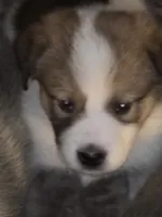 5, a female Australian Shepherd and Akita for sale in Akron, OH – 2 of 9