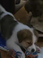 4, a female Australian Shepherd and Akita for sale in Akron, OH – 3 of 7