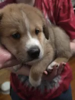 2, a male Australian Shepherd and Akita for sale in Akron, OH – 4 of 6