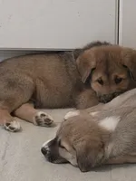3, a female Australian Shepherd and Akita for sale in Akron, OH – 7 of 9