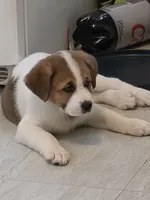 4, a female Australian Shepherd and Akita for sale in Akron, OH – 4 of 7