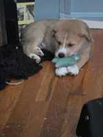 2, a male Australian Shepherd and Akita for sale in Akron, OH – 1 of 6