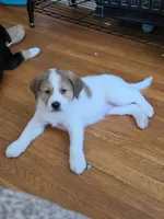 5, a female Australian Shepherd and Akita for sale in Akron, OH – 9 of 9