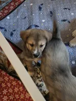 3, a female Australian Shepherd and Akita for sale in Akron, OH – 6 of 9