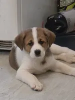 4, a female Australian Shepherd and Akita for sale in Akron, OH – 1 of 7