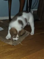 5, a female Australian Shepherd and Akita for sale in Akron, OH – 8 of 9