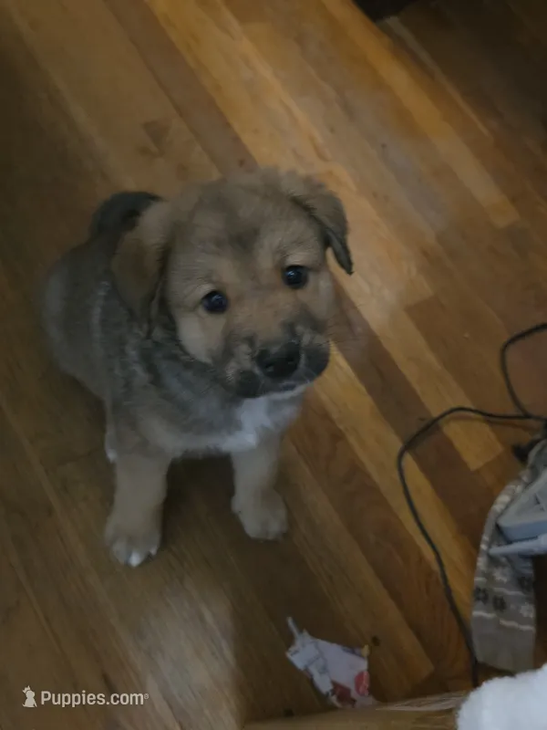 3 – Australian Shepherd, Akita puppy for sale in Akron, OH