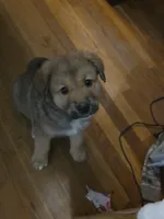 3, a female Australian Shepherd and Akita for sale in Akron, OH – 1 of 9