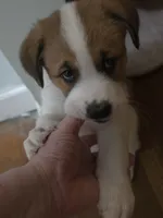 5, a female Australian Shepherd and Akita for sale in Akron, OH – 4 of 9