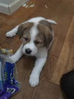 5, a female Australian Shepherd and Akita for sale in Akron, OH – 1 of 9