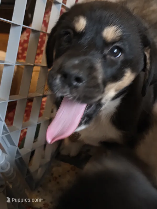 1 – Australian Shepherd, Akita puppy for sale in Akron, OH