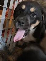 1, a male Australian Shepherd and Akita for sale in Akron, OH – 1 of 6