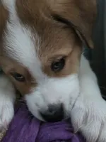 5, a female Australian Shepherd and Akita for sale in Akron, OH – 7 of 9