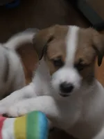 4, a female Australian Shepherd and Akita for sale in Akron, OH – 2 of 7