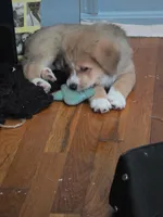 2, a male Australian Shepherd and Akita for sale in Akron, OH – 5 of 6