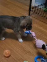 3, a female Australian Shepherd and Akita for sale in Akron, OH – 3 of 9