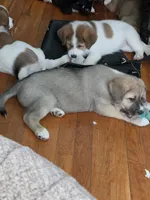 5, a female Australian Shepherd and Akita for sale in Akron, OH – 5 of 9