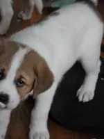 4, a female Australian Shepherd and Akita for sale in Akron, OH – 5 of 7