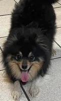Baby girl , a female Pomeranian for sale in Sulphur Springs, TX – Photo 2 of 2