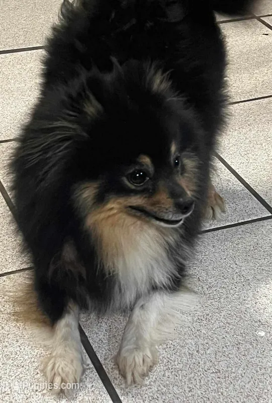 Baby girl , a female Pomeranian for sale in Sulphur Springs, TX – Photo 1 of 2