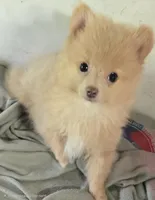 Sunny, a male Pomeranian for sale in Sulphur Springs, TX – 1 of 7