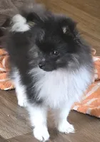Rickey bobby, a male Pomeranian for sale in Sulphur Springs, TX – 3 of 8