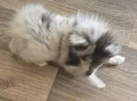 Mighty Max, a male Pomeranian for sale in Sulphur Springs, TX – 3 of 7