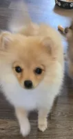 Jax, a male Pomeranian for sale in Sulphur Springs, TX – 1 of 6