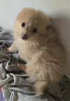 Sunny, a male Pomeranian for sale in Sulphur Springs, TX – 2 of 7