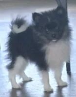 Rickey bobby, a male Pomeranian for sale in Sulphur Springs, TX – 2 of 8