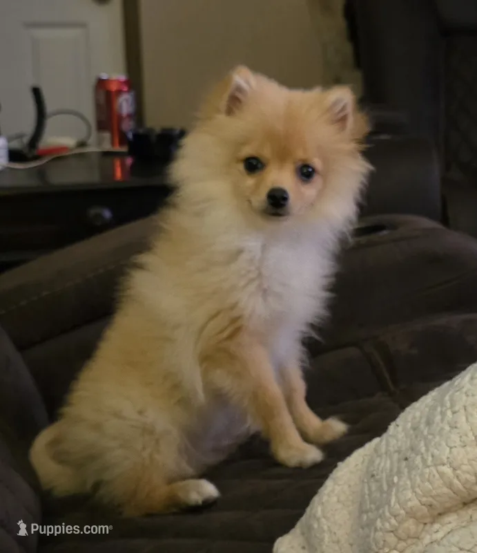 Jax – Pomeranian puppy for sale in Sulphur Springs, TX