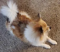Ginger , a female Pomeranian for sale in Sulphur Springs, TX – 3 of 4