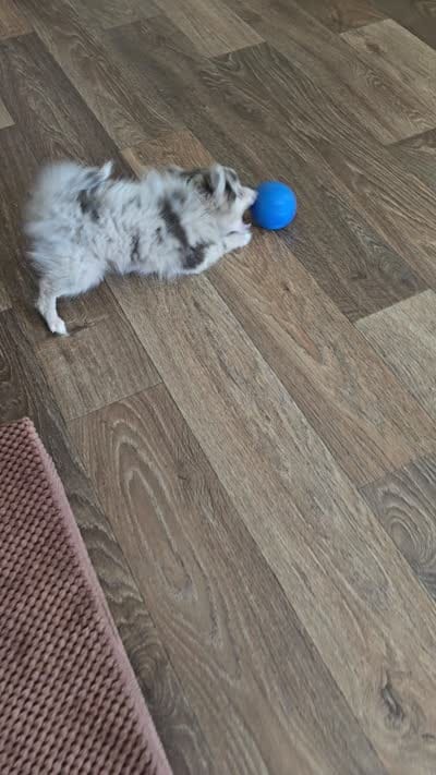 Mighty Max, a male Pomeranian for sale in Sulphur Springs, TX – 7 of 7