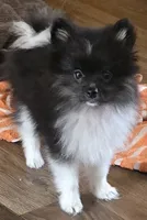 Rickey bobby, a male Pomeranian for sale in Sulphur Springs, TX – 4 of 8