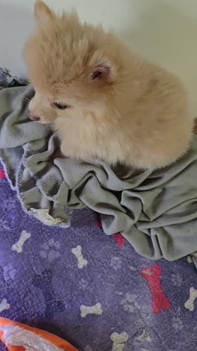Sunny, a male Pomeranian for sale in Sulphur Springs, TX – 7 of 7