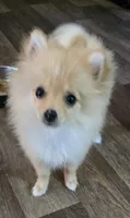 Jax, a male Pomeranian for sale in Sulphur Springs, TX – 3 of 6