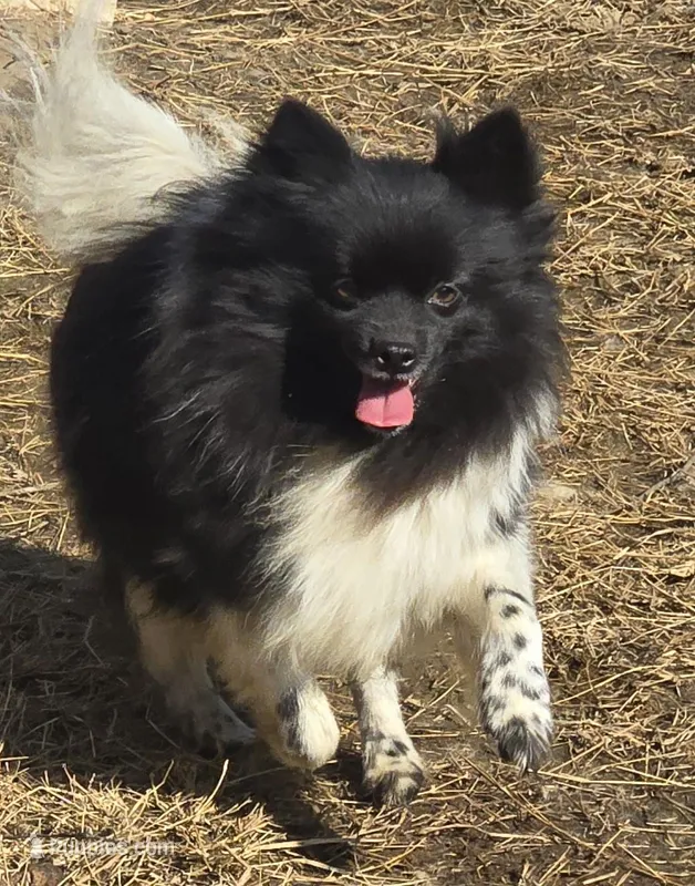 Bacardi – Pomeranian puppy for sale in Sulphur Springs, TX