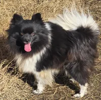 Bacardi, a female Pomeranian for sale in Sulphur Springs, TX – Photo 2 of 2
