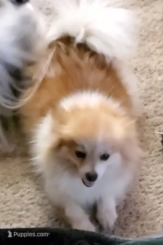 Ginger  – Pomeranian puppy for sale in Sulphur Springs, TX
