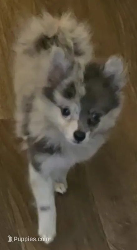 Mighty Max – Pomeranian puppy for sale in Sulphur Springs, TX