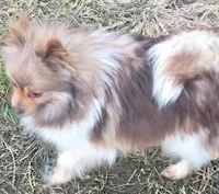 Rickey bobby, a male Pomeranian for sale in Sulphur Springs, TX – 8 of 8