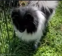 Piper , a female Pomeranian for sale in Sulphur Springs, TX – 1 of 4