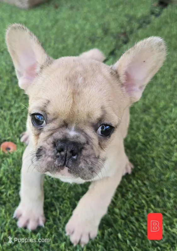 Toby – French Bulldog puppy for sale in Sulphur Springs, TX